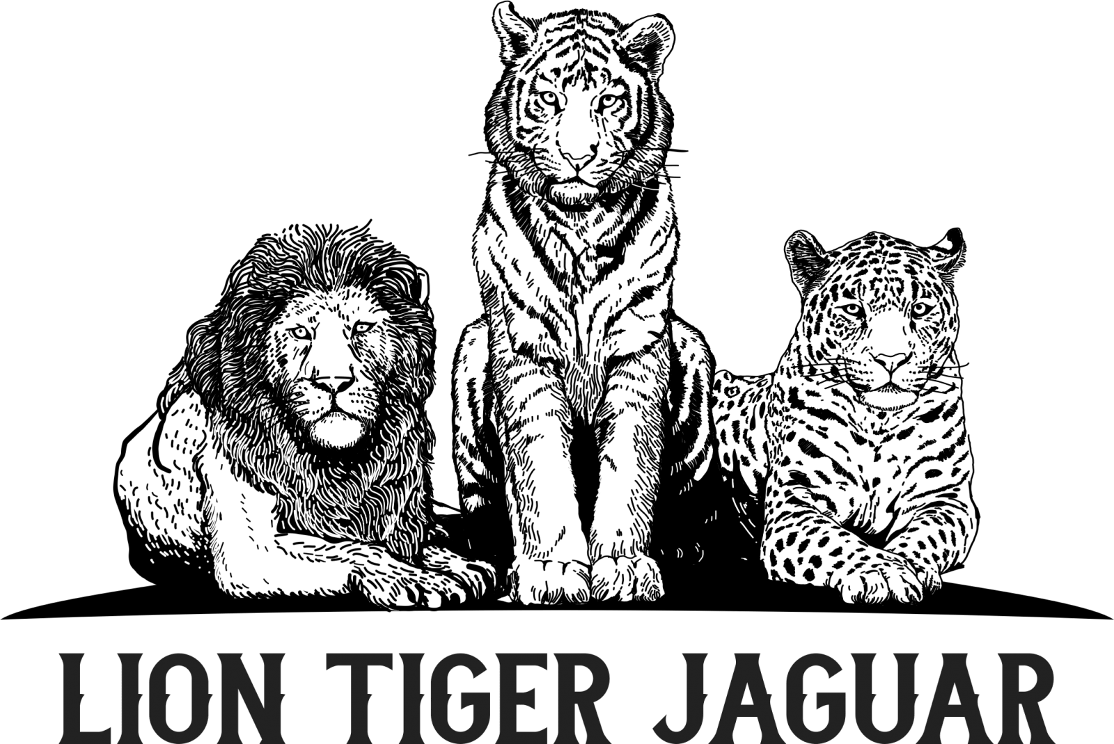 Newsletter Lion Tiger Jaguar Llc